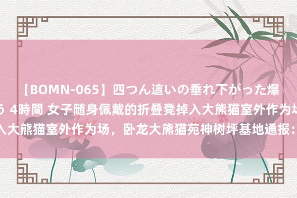 【BOMN-065】四つん這いの垂れ下がった爆乳を下から揉み舐め吸う 4時間 女子随身佩戴的折叠凳掉入大熊猫室外作为场，卧龙大熊猫苑神树坪基地通报：终生禁入